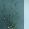 CFJ3369