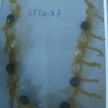 CFJ4183