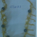 CFJ4193