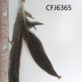 CFJ6365