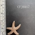 CFJ6917