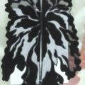 CLM1501