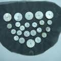 CPA5522