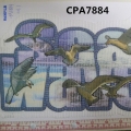 CPA7884