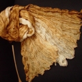 CSC0055-COL4