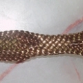 CSH0050-brown